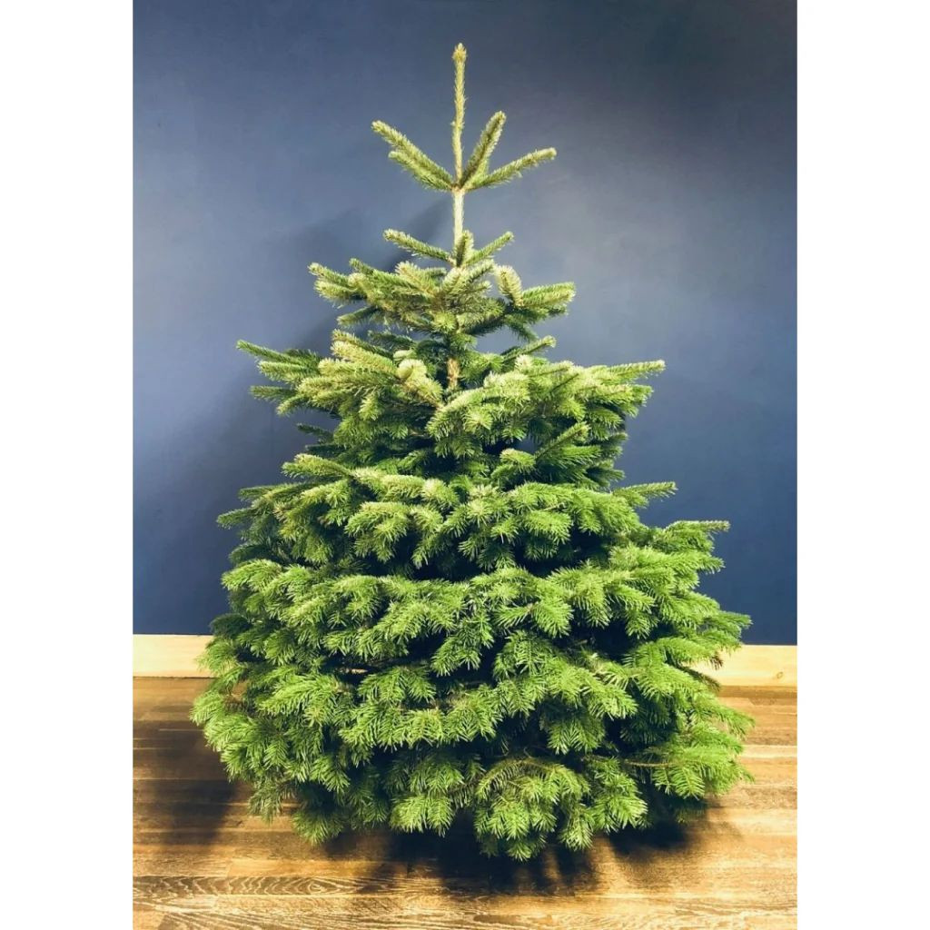 Premium Grade Nordmann Fir Christmas Trees (Collection)
